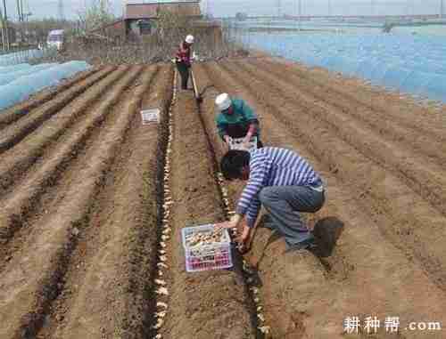 种植生姜每亩要多少姜种？